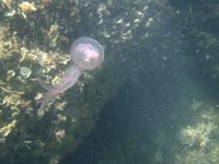 Pelagiidae